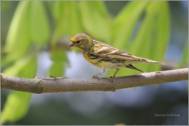 <p>ZVONOHLÍK ZAHRADNÍ - sameček (Serinus serinus) ----- /European serin - Girlitz/</p>